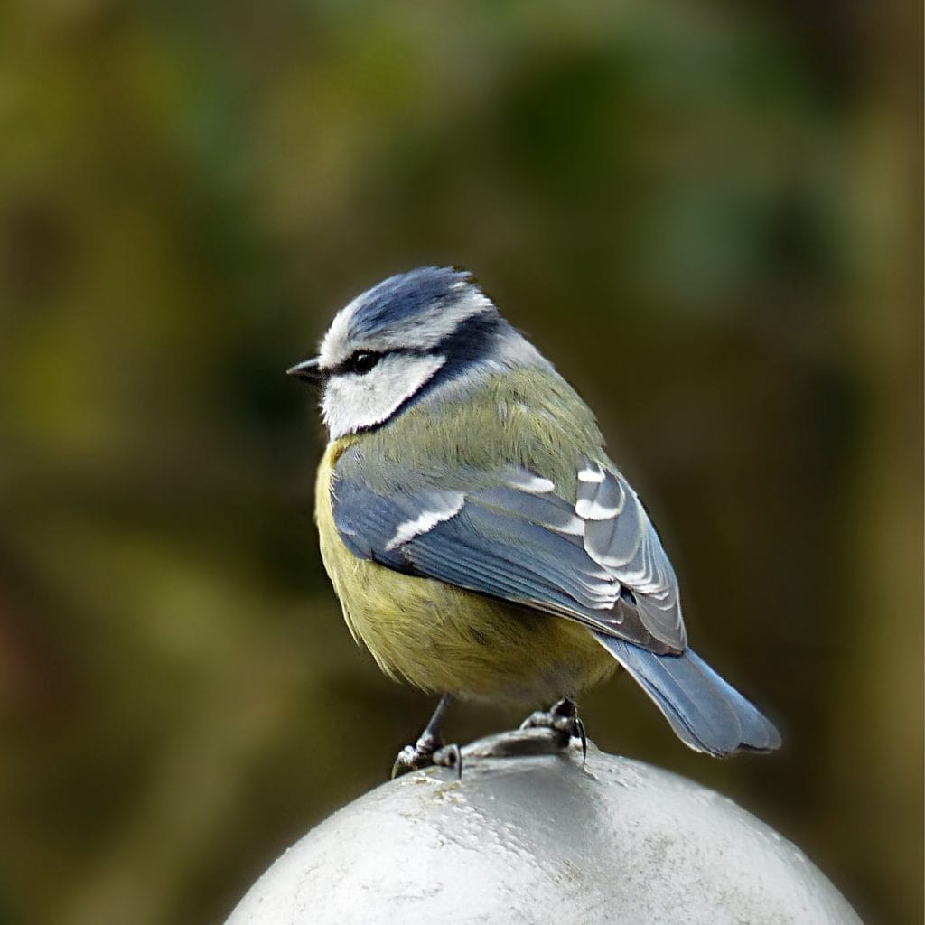 Oiseau symbolisant le monde angélique