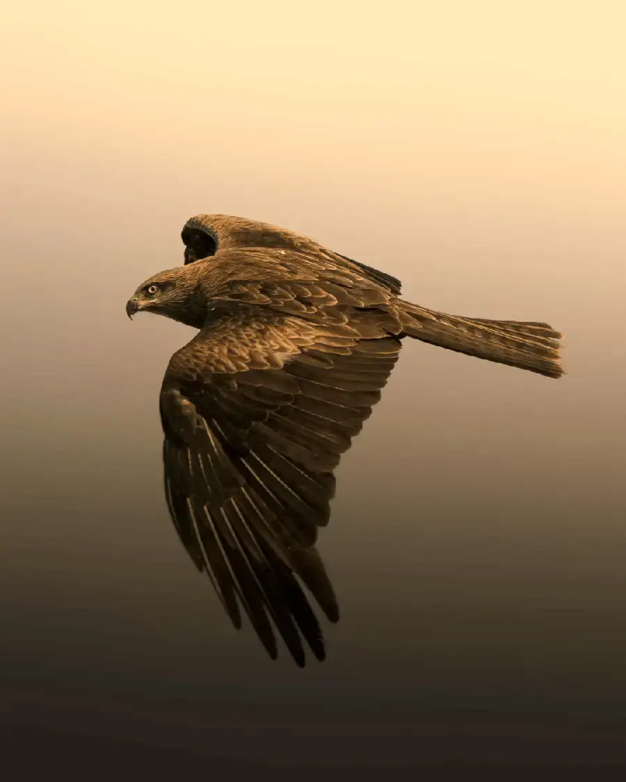 Aigle symbolisant l'élévation spirituelle