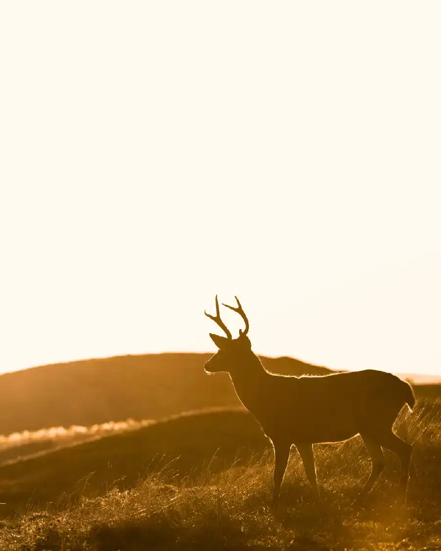 Cerf sybolisant la reprise de son pouvoir personnel