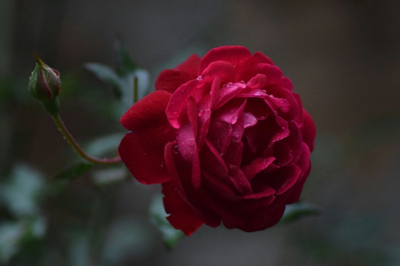 Rose symbolisant le féminin sacré